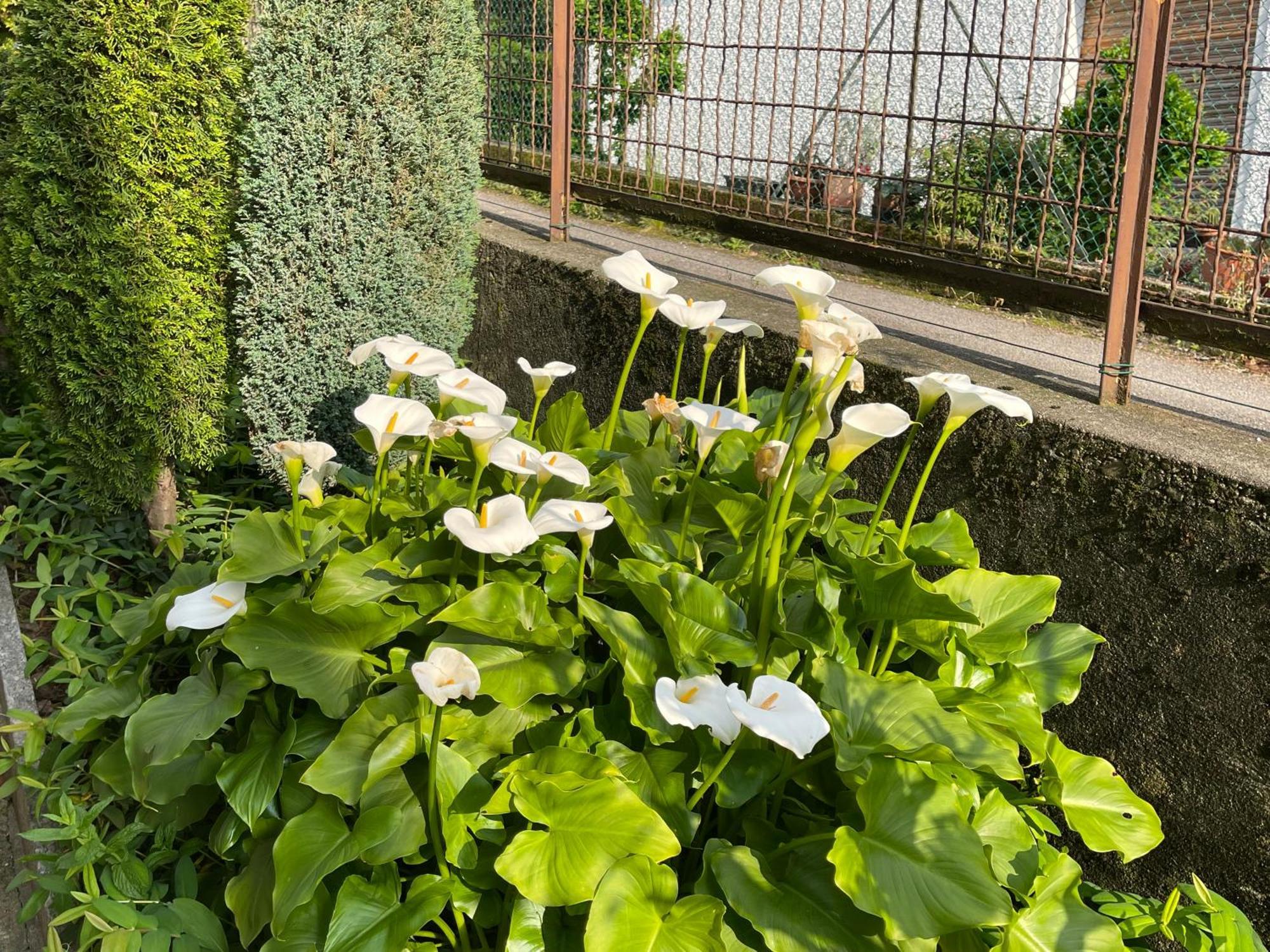 Villa Rosi リエルナ エクステリア 写真